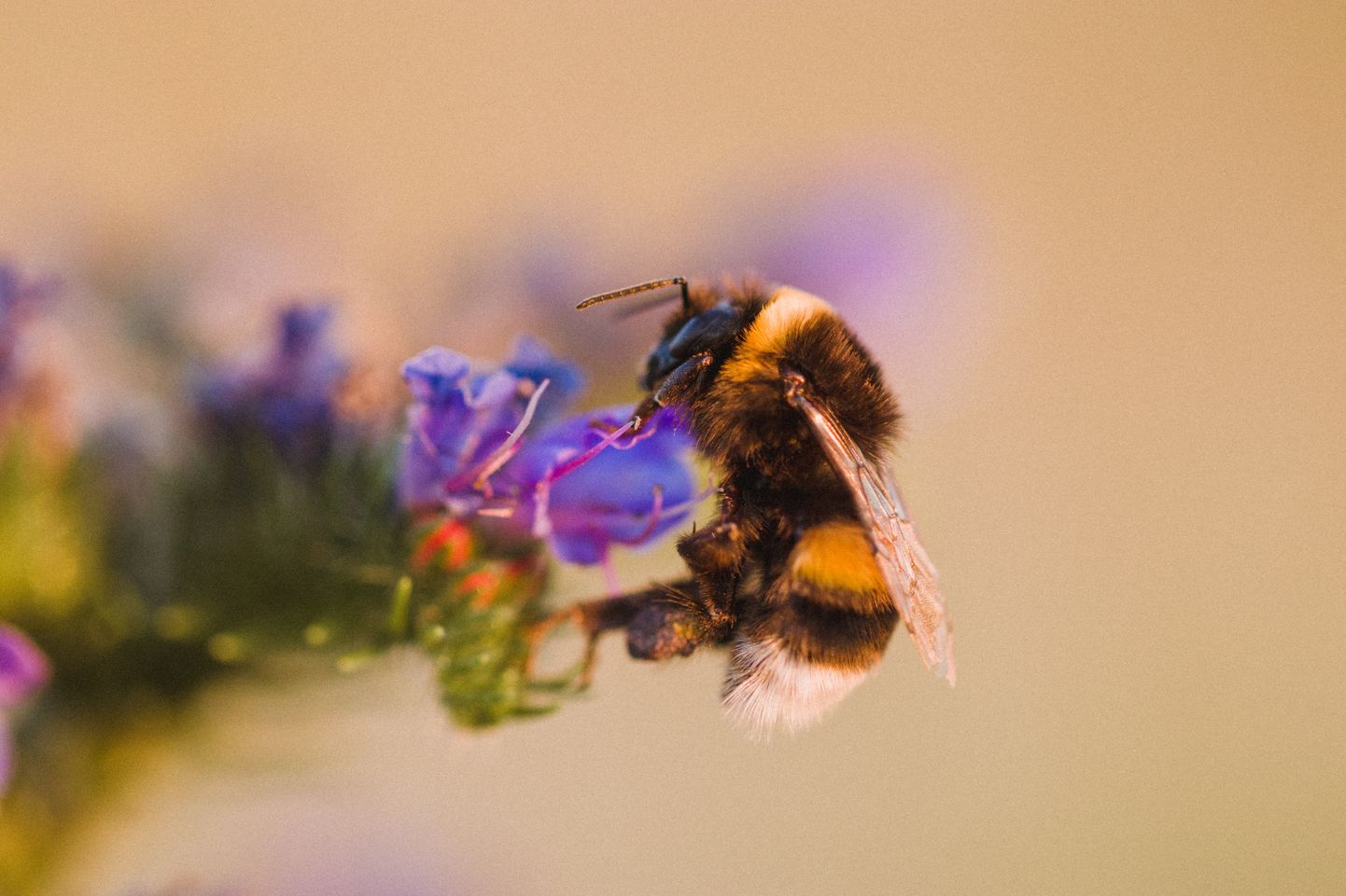 Unepuudus võib mõjutada mesilaste võimet õisi tolmeldada.