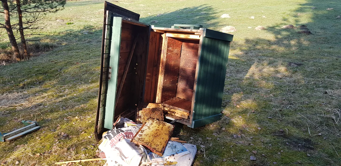 Rüüstatud mesitaru Ida-Virumaal 2019. aasta kevadel.