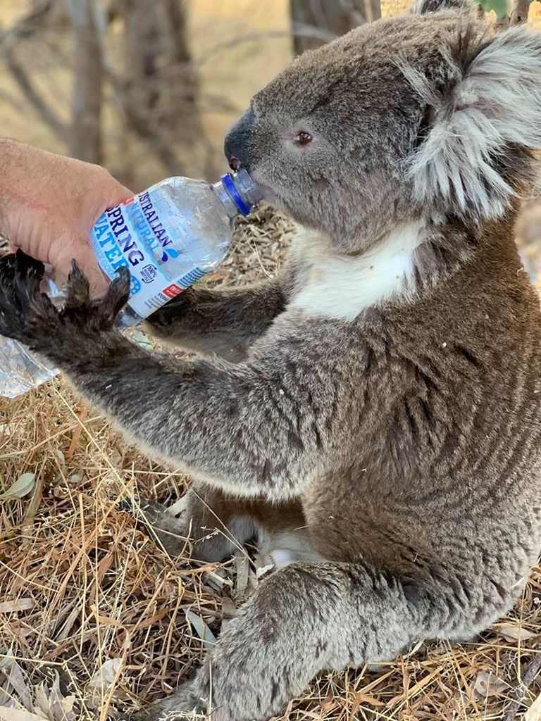 Looduskaitsetöötaja jootmas Adelaide'is janust koaalat