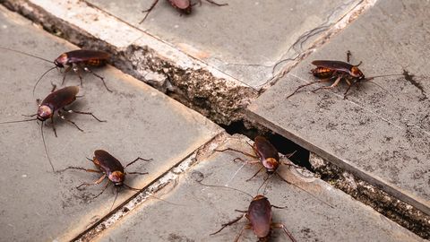 Scientists warn: common household items may harbor dangerous cockroach colonies