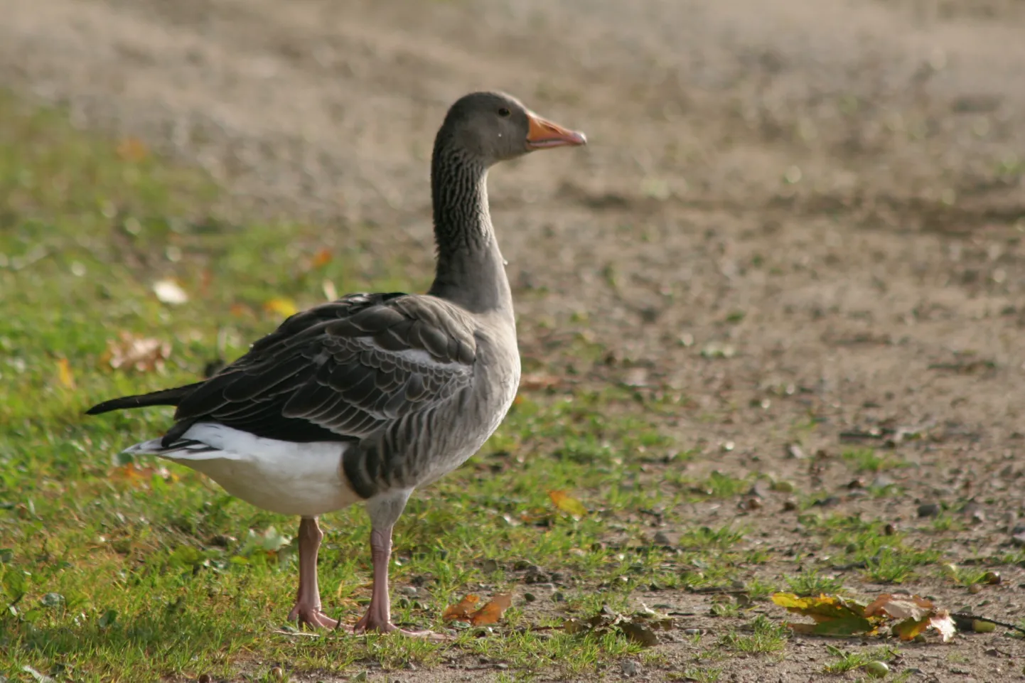 Hallhani.