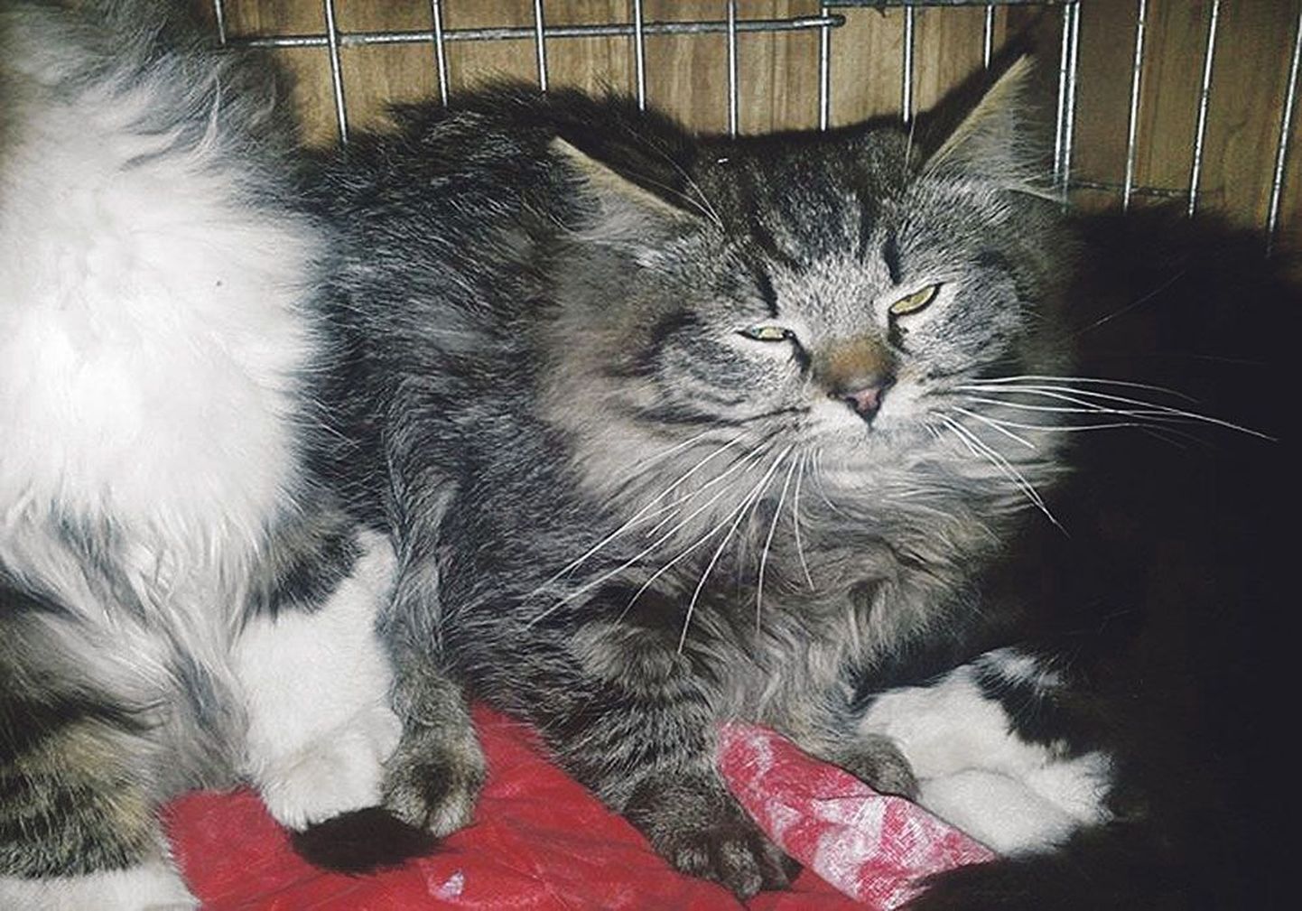 Больные осиротевшие котята, которых пытается спасти Наталья Жукова.