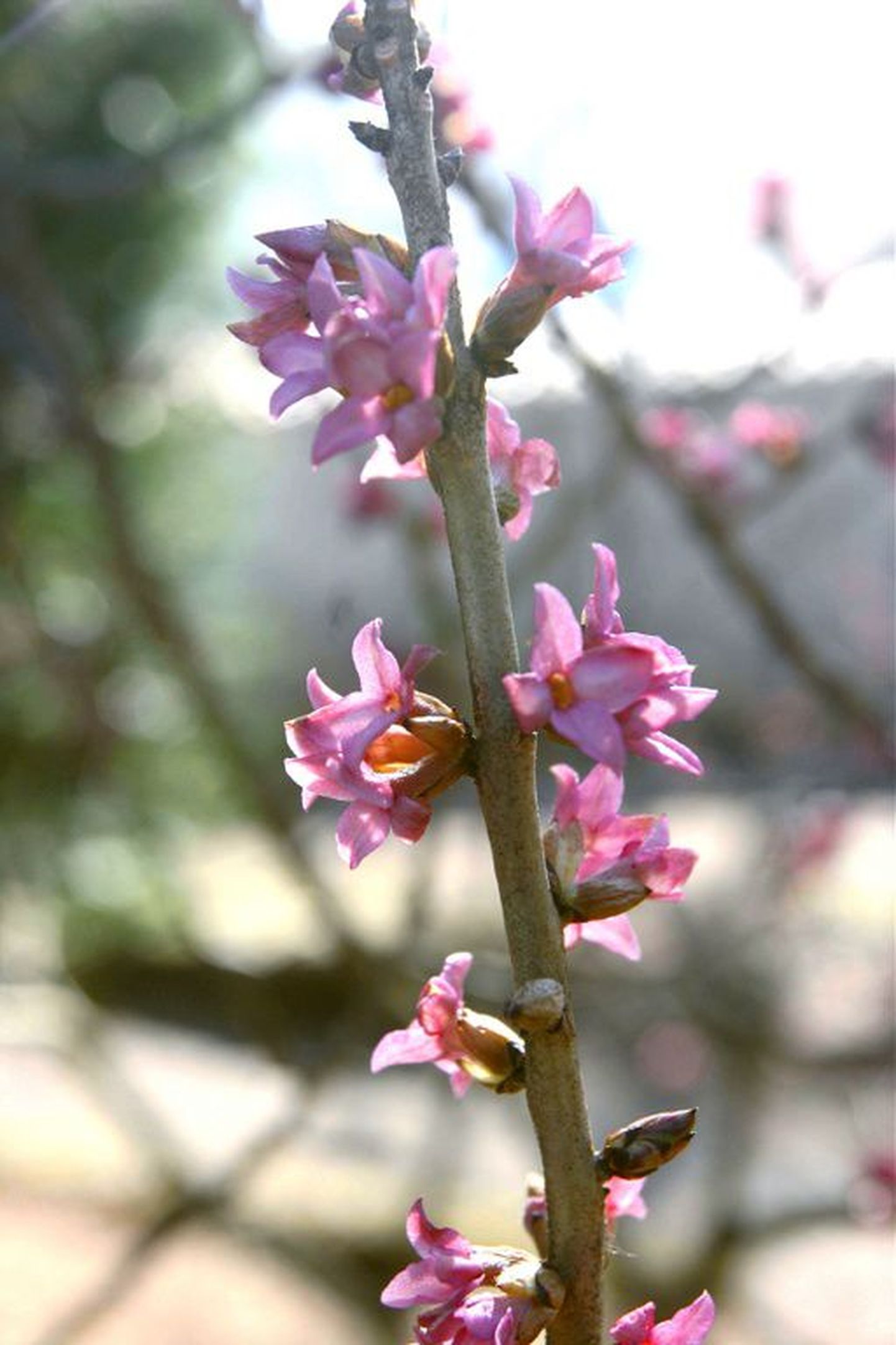 Näsiniin on üks esimesi taimi, mis soojemate kevadilmade saabudes õitsema hakkab