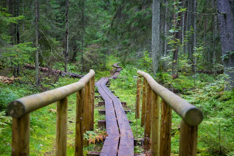 Oandu loodusmetsa rada viib põlismetsa.