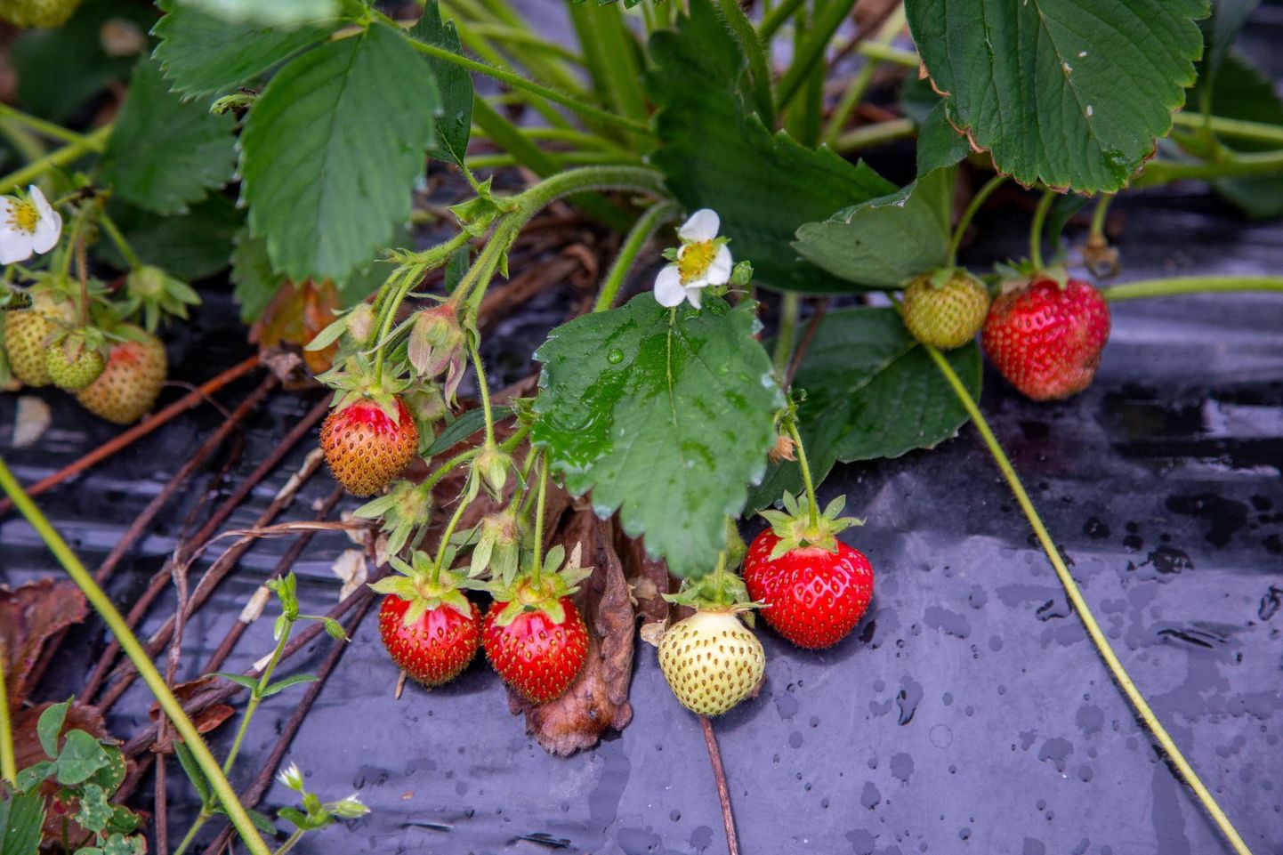 Lõhmuse mahetalu maasikapõllud Laupal hakkavad peagi maasikatest punetama.