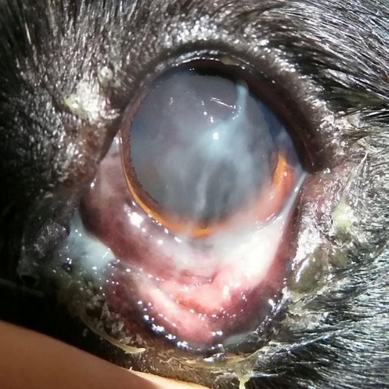 Beni punane ja valulik silm enne operatsiooni. Koera ähvardas pimedaksjäämine.