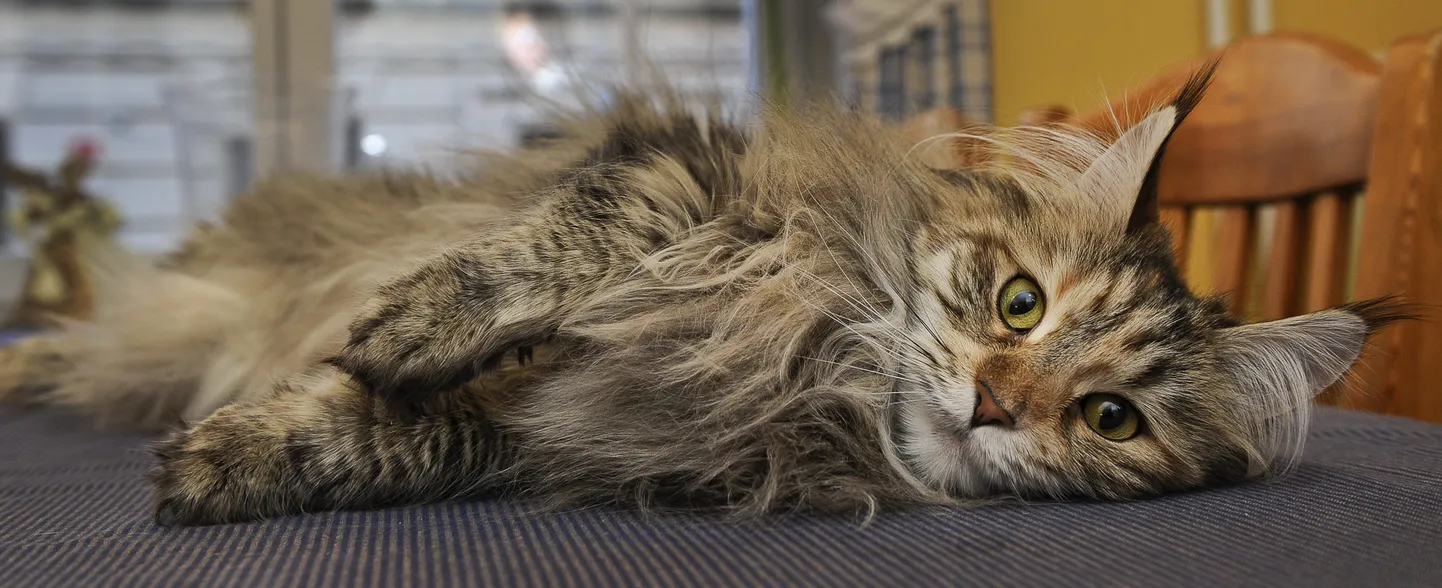 Maine Coon.
