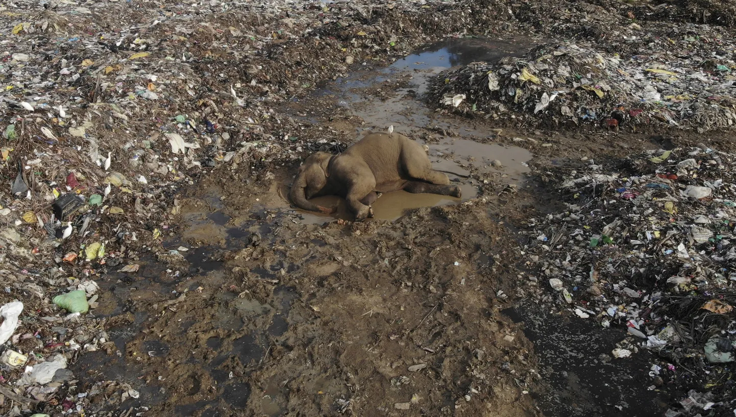 Mirušais zilonis izgāztuvē.