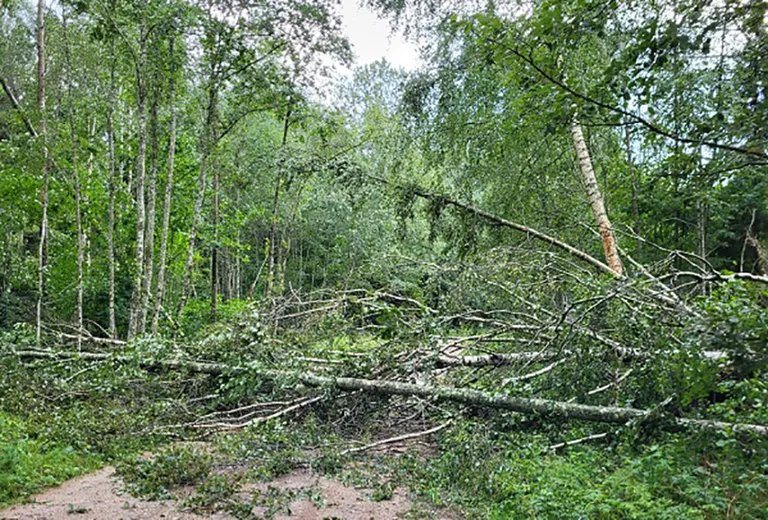 Raksta foto