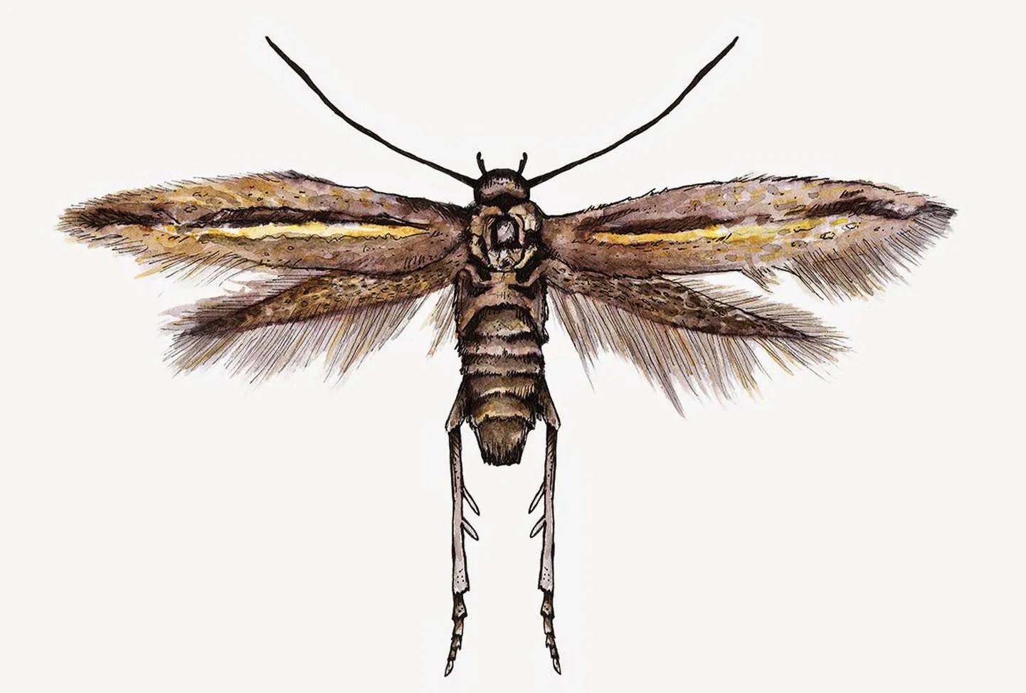 Scythris penicillata