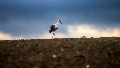 ГЛАВНОЕ ЗА 30 МАРТА ⟩ Страсти по кебабным Елгавы, решение суда Сатверсме и комментарий Украины по поводу упавших дронов