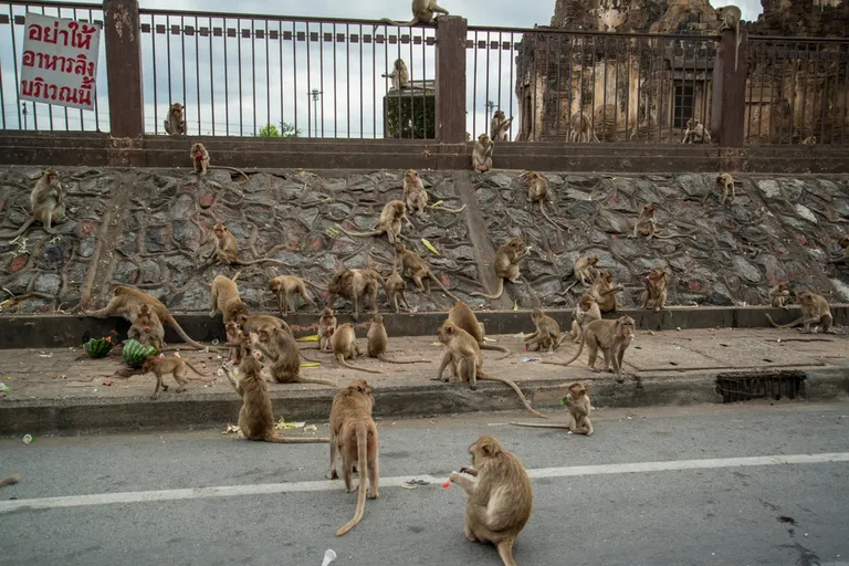 Metsikud makaagid Lopburi linnas.