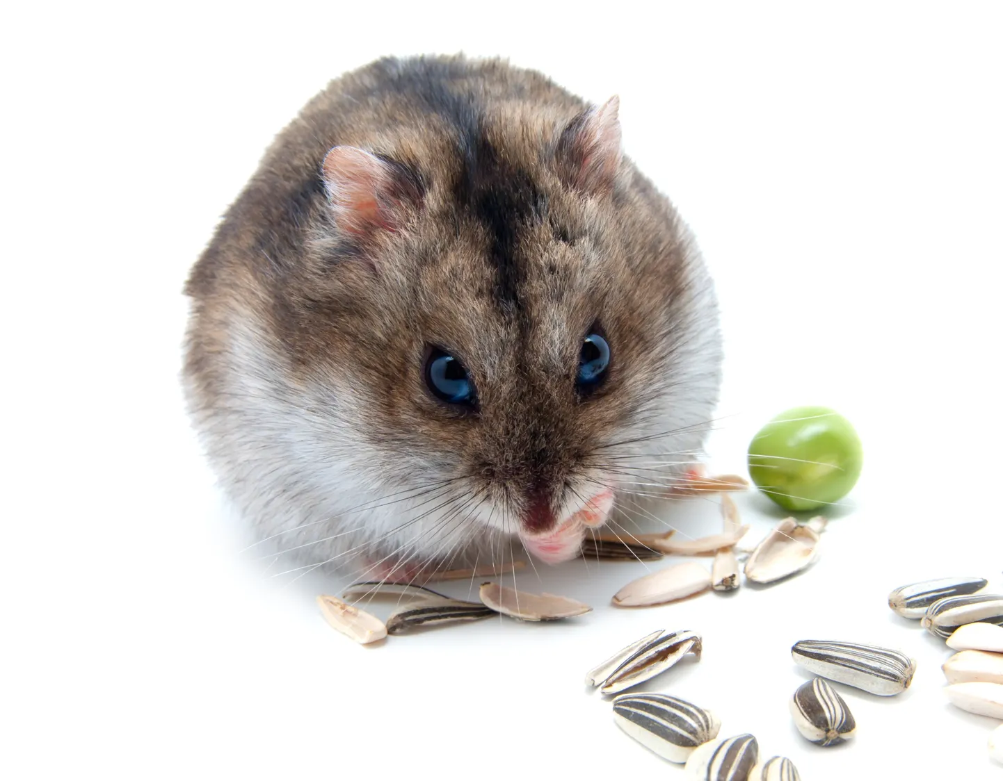 fodder, animal, pet, mammal, animals