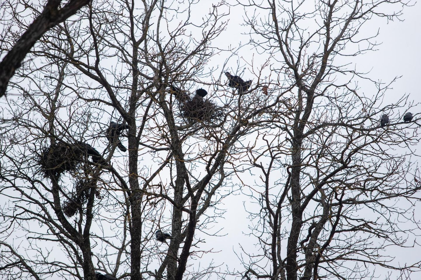 Need künnivaresed on endale kodu leidnud Viljandis Maramaa puiestee puude otsas. Pilt on tehtud 13. märtsil.