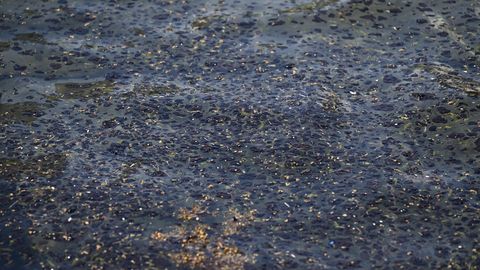 Meksikas līcī izveidojies naftas plankums