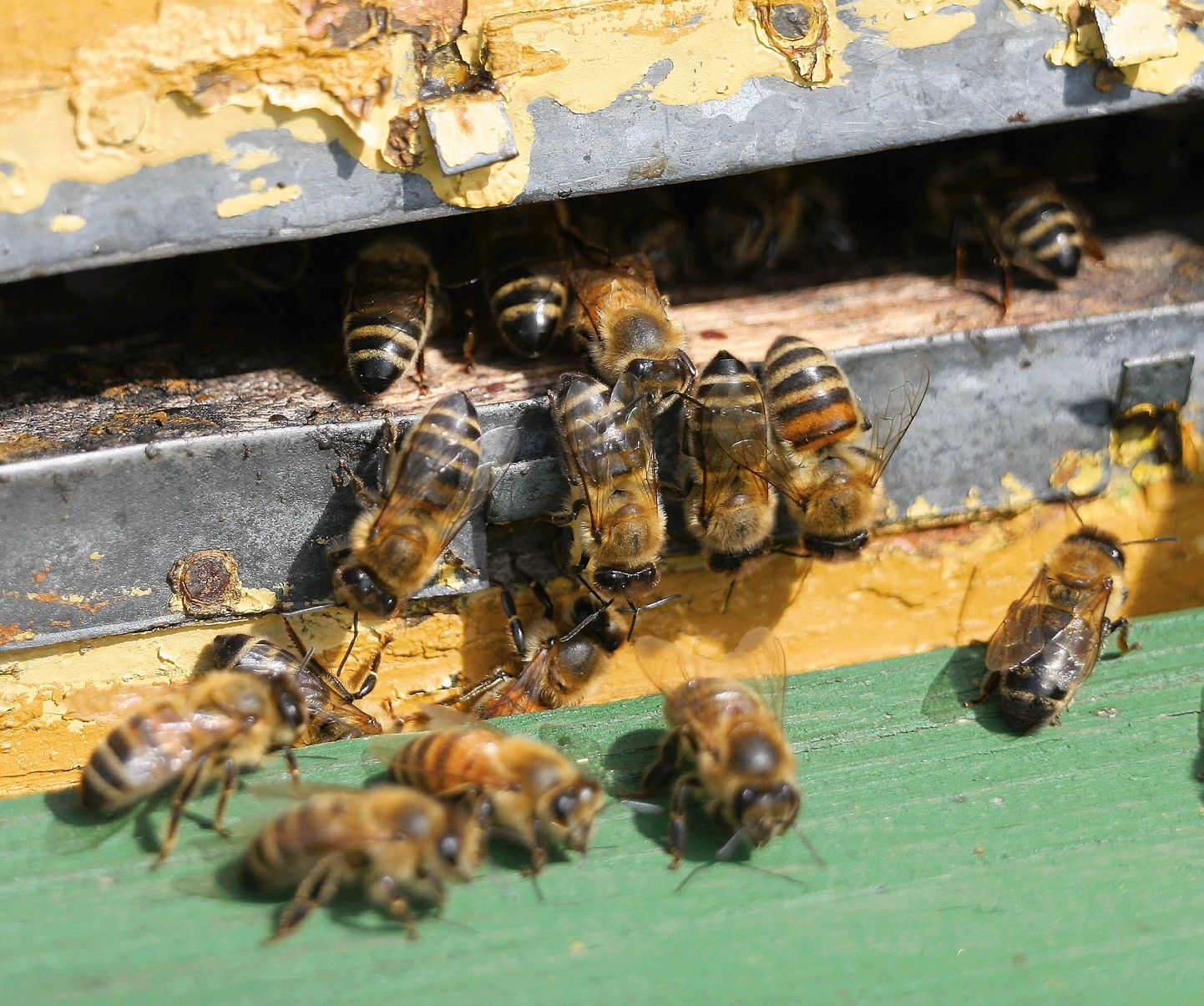 Saaremaal viib kurikael mesilastarusid minema.
