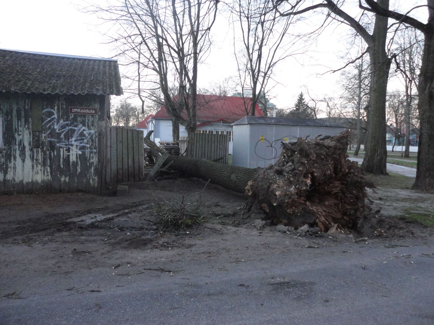 В Кадриорге шторм повалил дерево