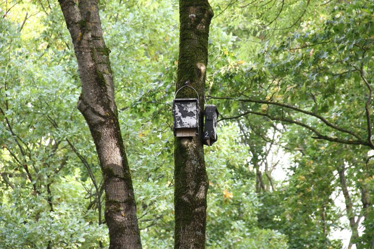 Летучие мыши живут в нарвском Темном саду в дуплах старых деревьев, а также в специально для них развешенных домиках.