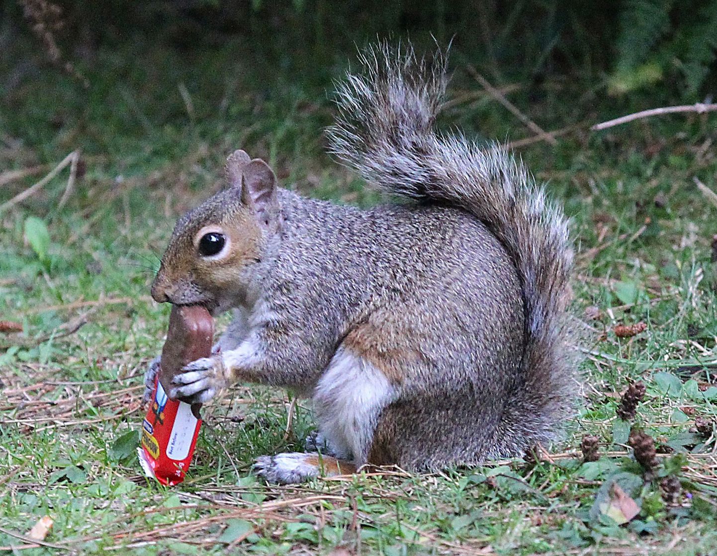 Oravaid on nähtud ka šokolaadibatoonikesi krõbistamas.