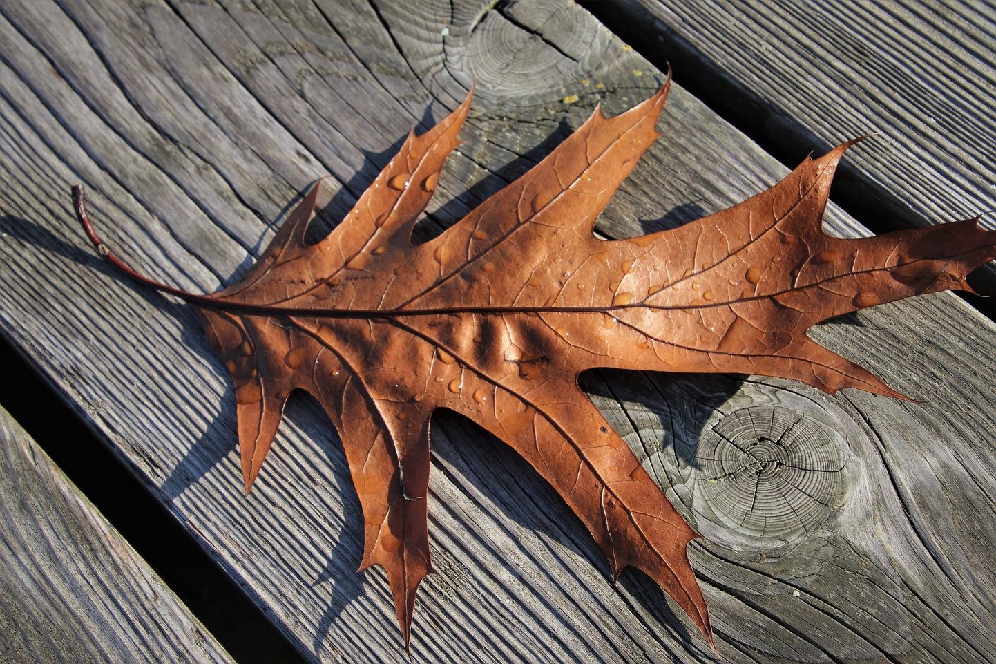 Осенний лист. Иллюстративное фото