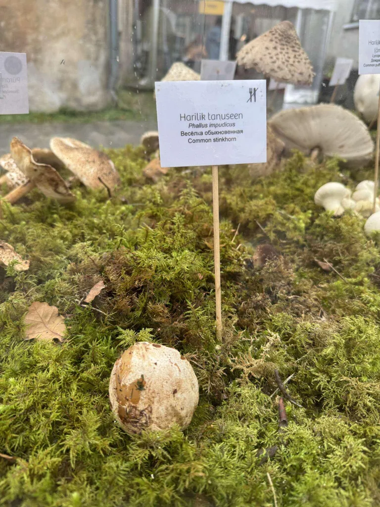 Молодые грибы весёлки обыкновенной.