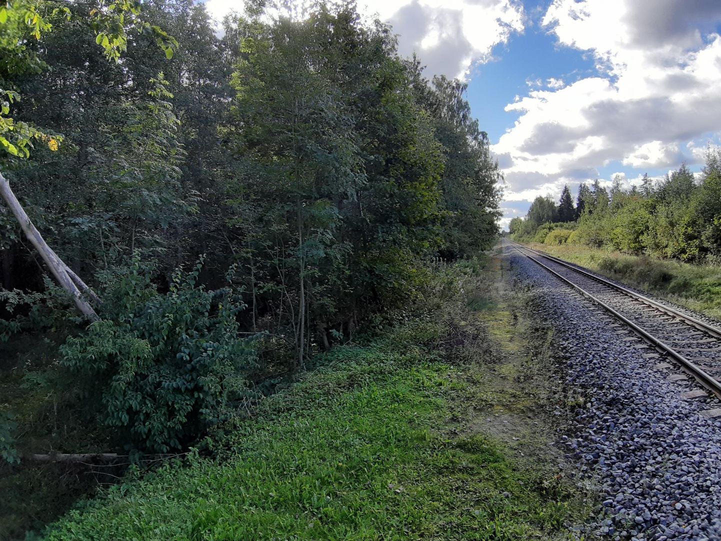 Olustveres piirneb harvendusraiele minev 8,3 hektari suurune metsatukk raudteega.
