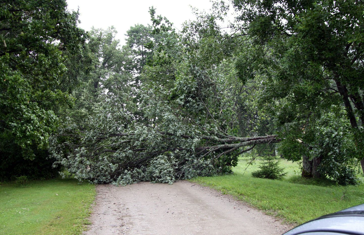 Teele kukkunud puu Pärnumaal Audru vallas Malda külas.