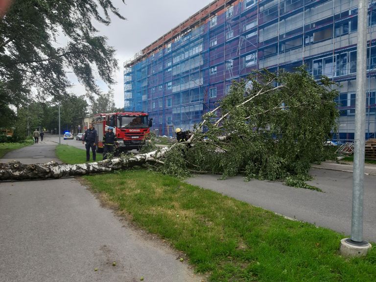 Tänavale kukkunud puu Pärnus Metsa tänaval.
