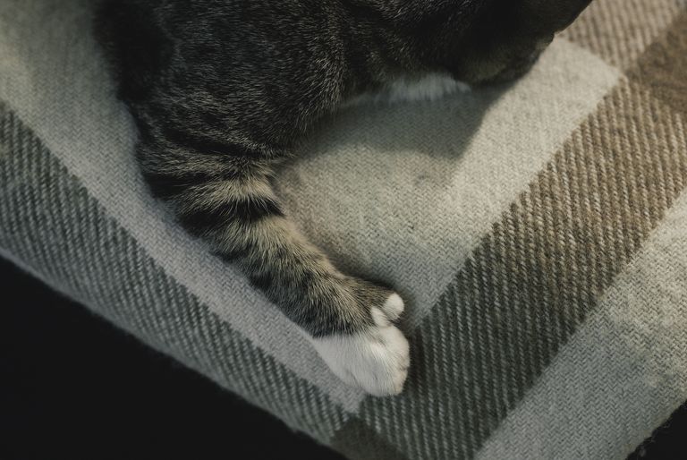 Lisavarvastega kasse nimetatakse Hemingway kassideks.