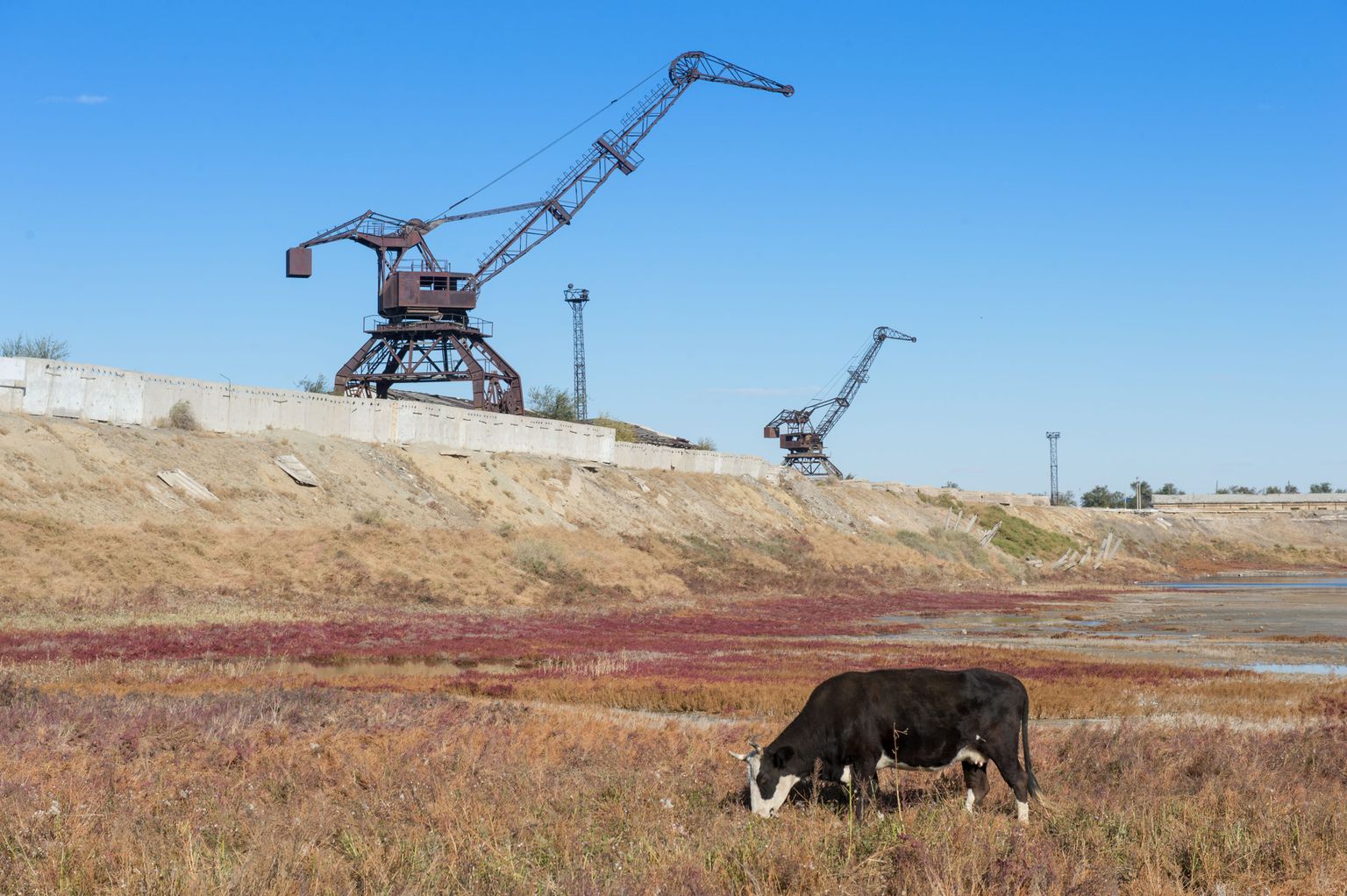 Lehm sööb kuivanud Araali mere põhjas.