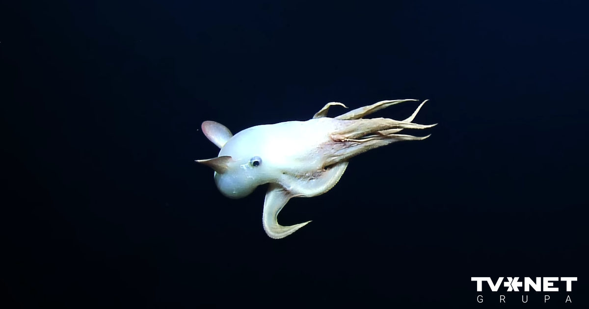 Dive into the World of Dambo Octopuses: Fluttering Ears and Unbelievable Depths!