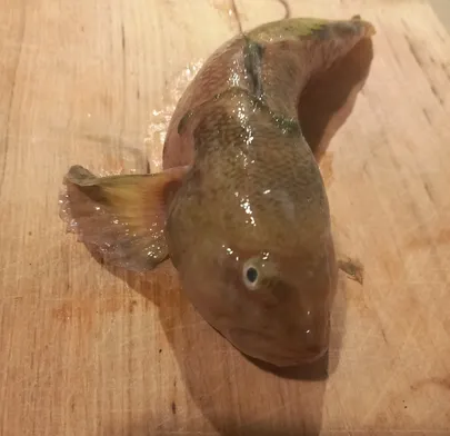 Ümarmudil.