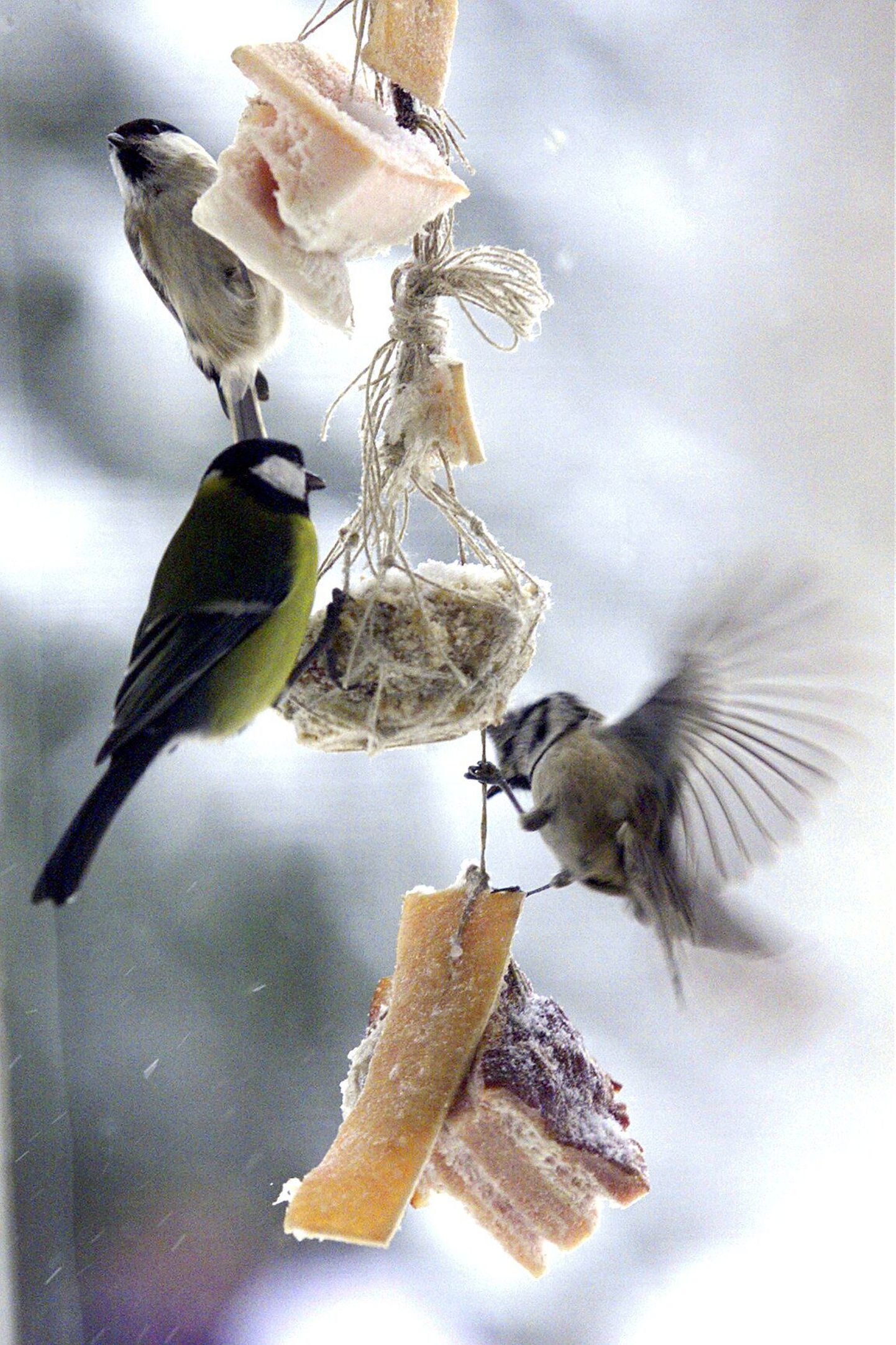 Pekitükid nööri otsas - üks harjumuspärasemaid lindude toitmise viise.