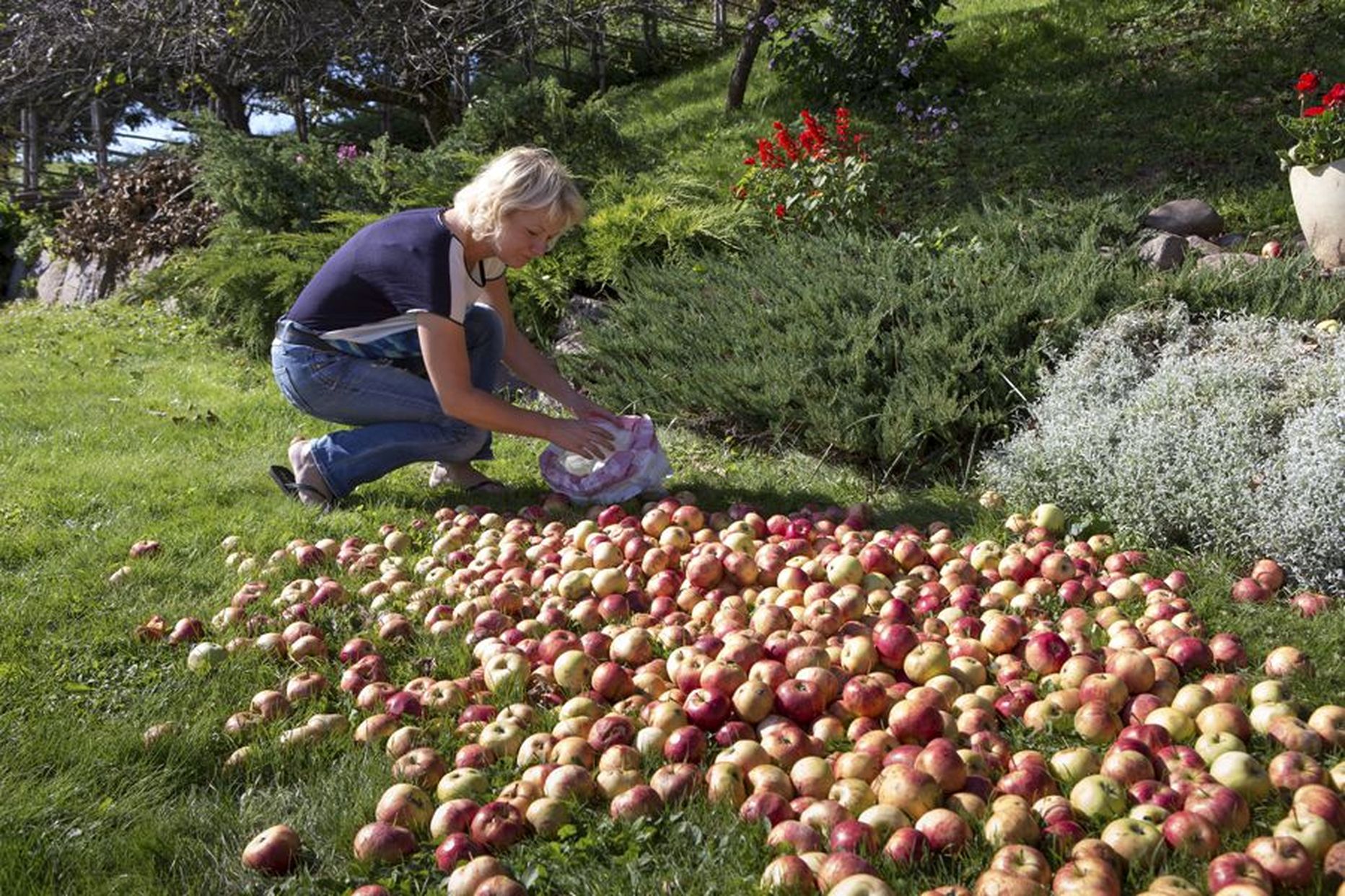 Eve Põldsaare aias on tänavu väga palju õunu ja nii mõnelegi, kes tema majast mööda kõnnib ja pikemalt juttu puhuma jääb, paneb ta neid kaasa suure kilekotiga. «Teen seda hea meelega,» lausus ta.