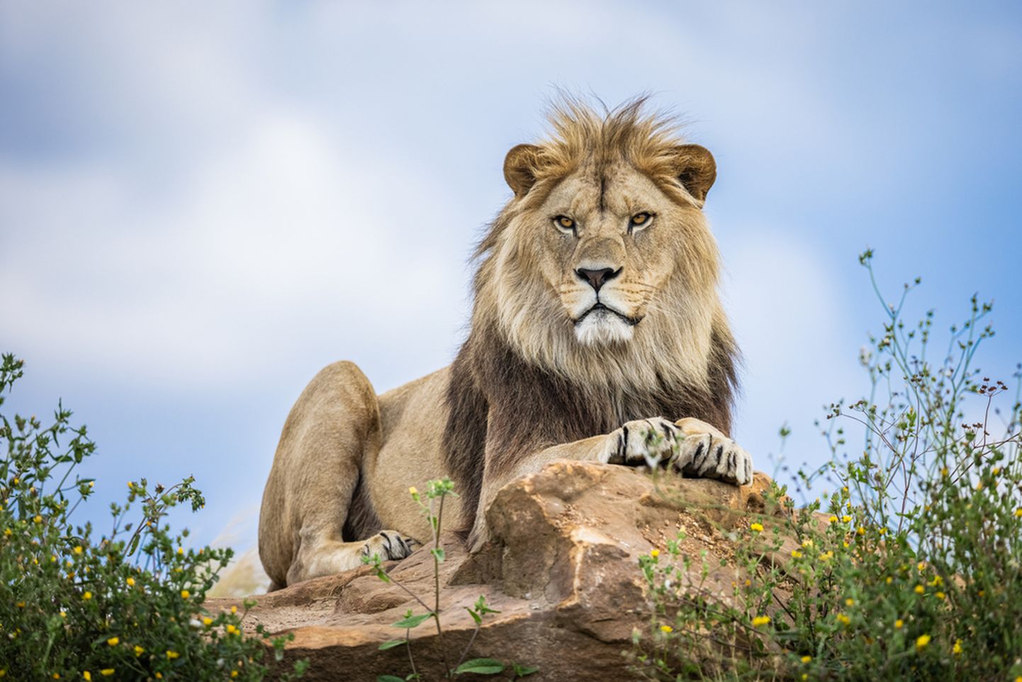 Lõvi oma loomulikus elukeskkonnas, savannis.