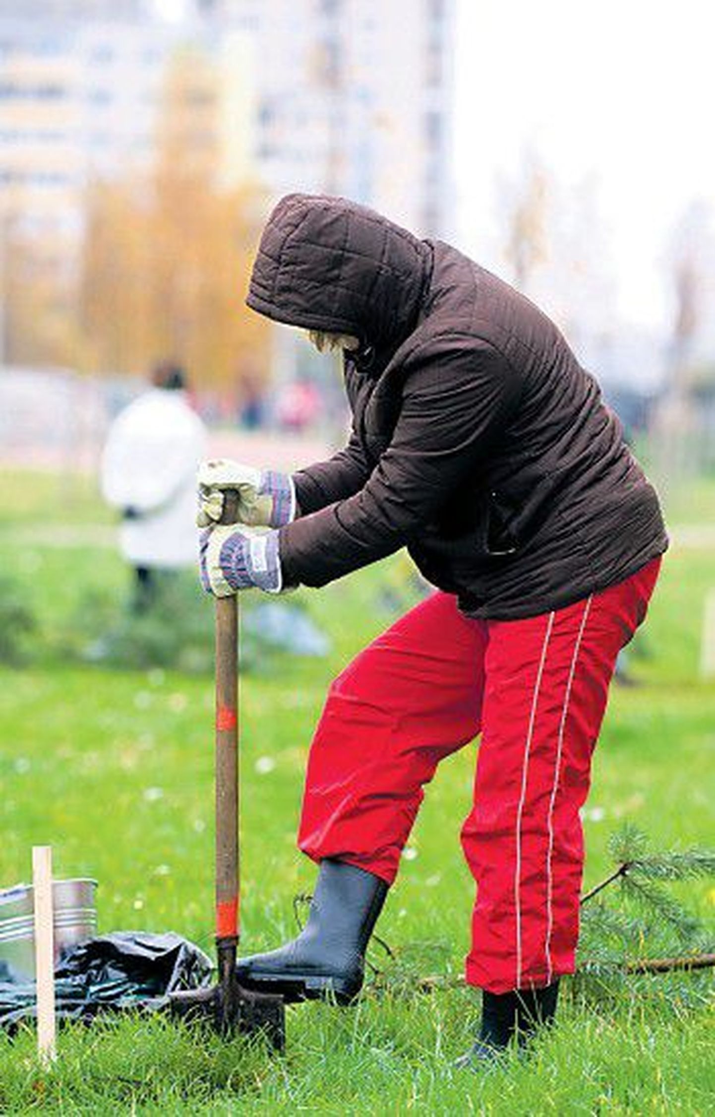 Осенью прошлого года в рамках проекта «Озеленение Ласнамяэ», инициированного гражданским объединением «Сделаем! Моя Эстония», добровольцы посадили 300 молодых сосен.