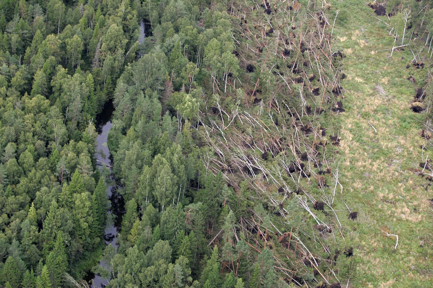 Suures augustitormis sai kõige rohkem kannatada Lääne-Virumaa, mille arvele läheb umbes pool terve Eesti tormikahjudest. Pildil maru murtud mets Väike-Maarja lähedal.