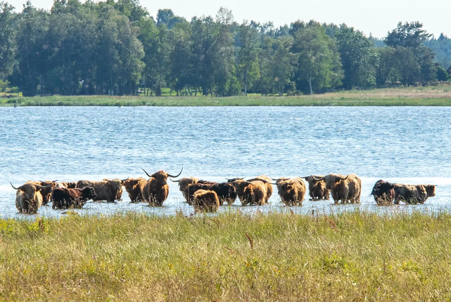 Šoti ­mägiveised Läänemaal palava ilmaga merest jahutust otsimas.