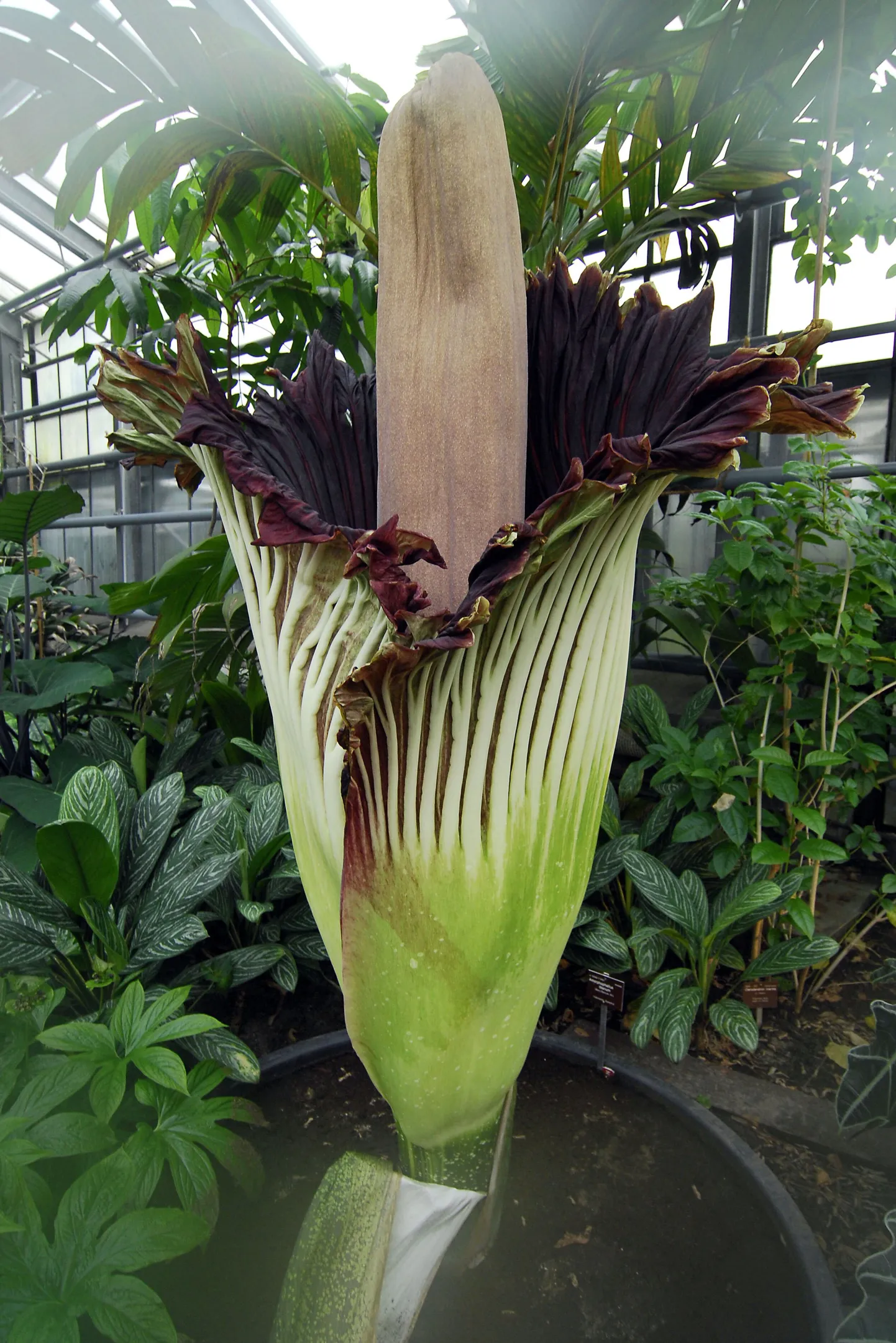 Titan Arum.