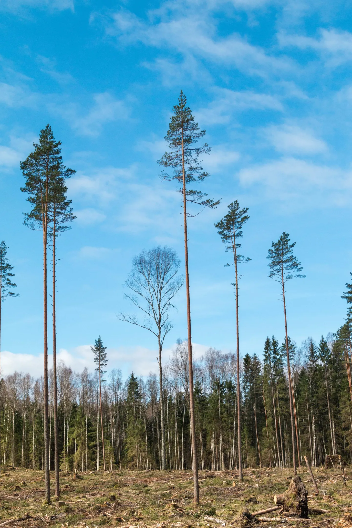 Võrumaa, Antsla vald RMK raielank.