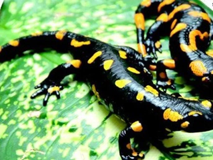 Zavoratnuk dan porno yuklab olish