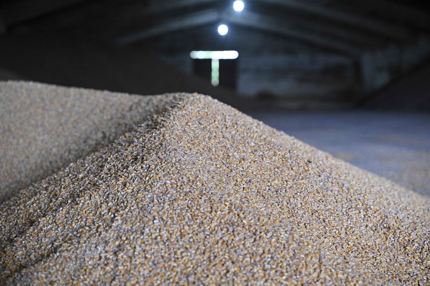 Украинская кукуруза. Снимок иллюстративный.
