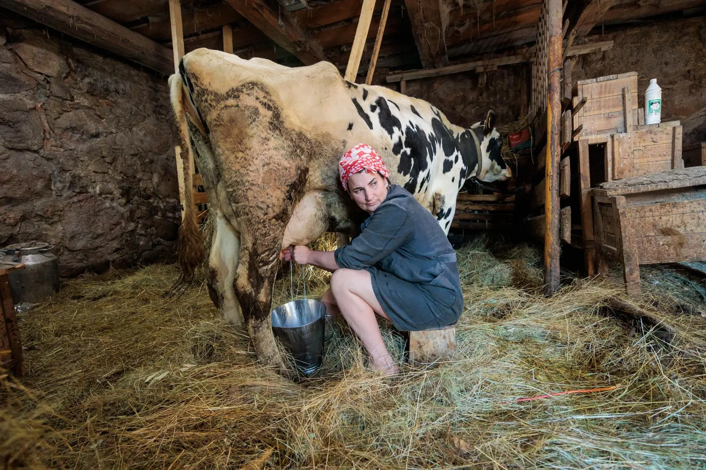 Setomaal Vinski külas lehma Bettyt pidav Terje Kanarbik-Pettai paneb samuti varsti lauda ukse ette desomati maha ja näitab oma lemmiklooma vaid õues.