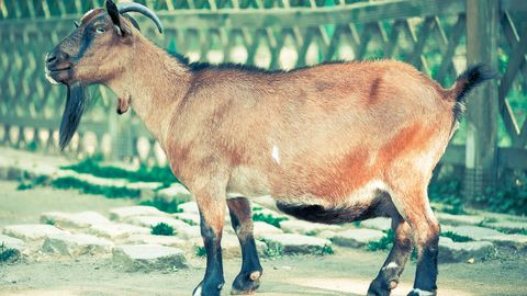 Anekdoot: saime endale kitse otsa