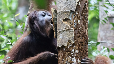 ENNEOLEMATU ⟩ Orangutanid oskavad end taimede abil ravida