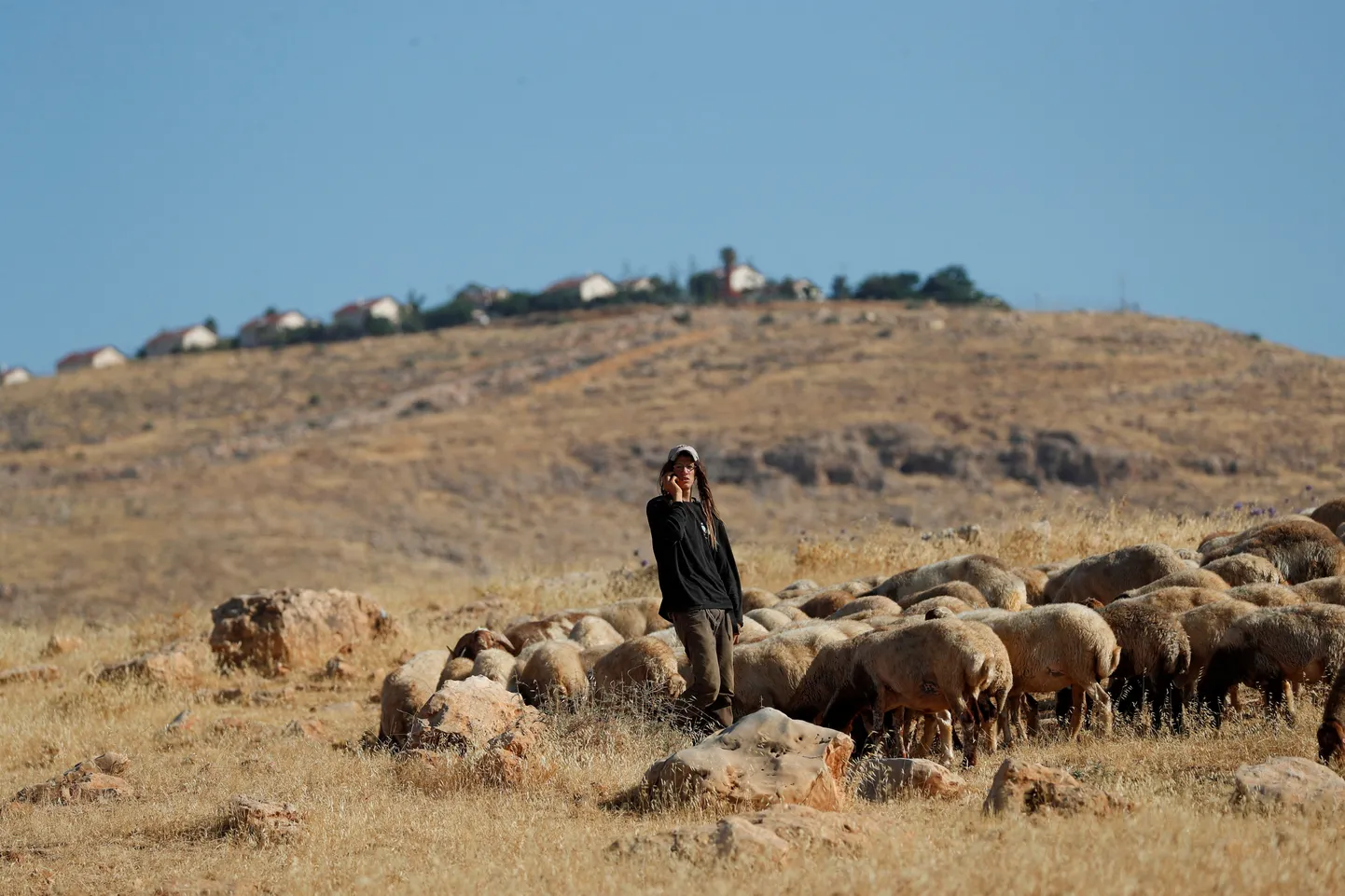 Iisraeli asunik karjatab lambaid Jordani jõe orus Läänekaldal Jeeriko lähedal.