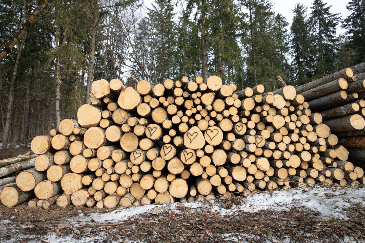 Keskkonnaministeeriumi ja metsatöösturite hinnangul võiks Eesti metsa rohkem raiuda, kuigi Eesti metsatagavara on kahe aastaga kukkunud 18 miljonit tihumeetrit.  FOTO: Marianne Loorents/Virumaa Teataja