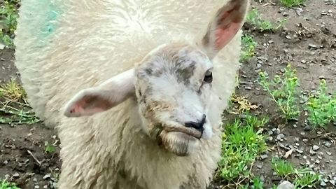 Varastati Briti inetuim lammas: me tahame teda tagasi, ta on armastatud lemmikloom
