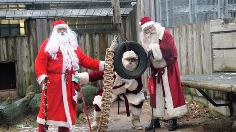 Tallinna loomaaia loomadele tulevad taas külla jõuluvanad
