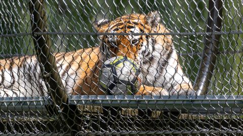 ГАЛЕРЕЯ ⟩ Тигры, наконец, могут насладиться недавно открытой долиной в Таллиннском зоопарке